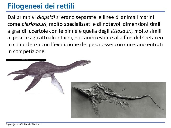 Filogenesi dei rettili Dai primitivi diapsidi si erano separate le linee di animali marini