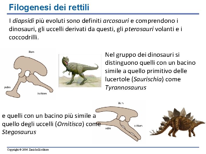 Filogenesi dei rettili I diapsidi più evoluti sono definiti arcosauri e comprendono i dinosauri,