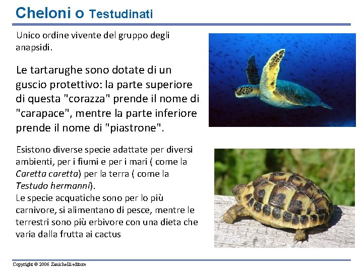 Cheloni o Testudinati Unico ordine vivente del gruppo degli anapsidi. Le tartarughe sono dotate