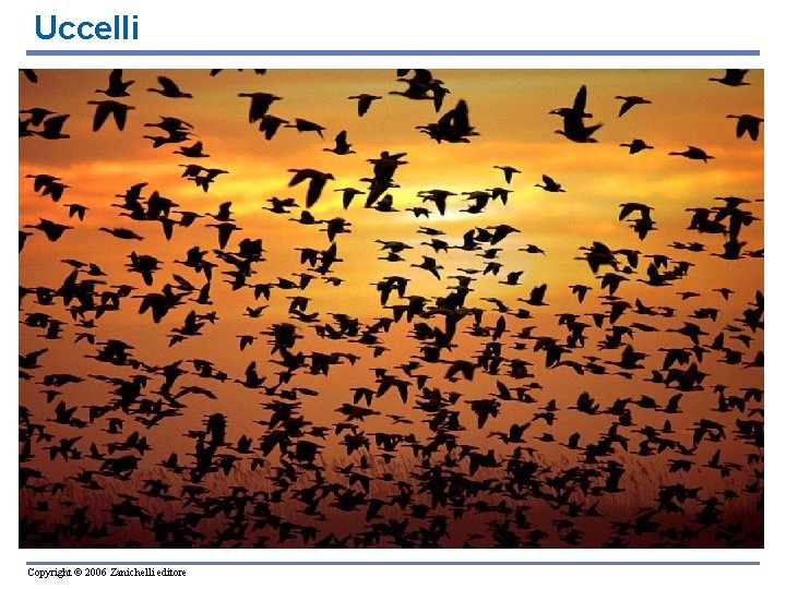 Uccelli Copyright © 2006 Zanichelli editore 