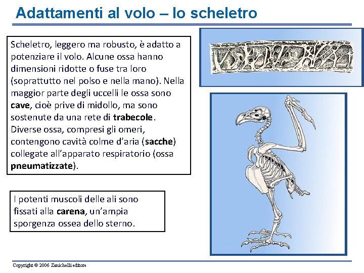 Adattamenti al volo – lo scheletro Scheletro, leggero ma robusto, è adatto a potenziare