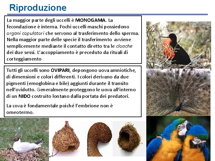 Riproduzione La maggior parte degli uccelli è MONOGAMA. La fecondazione è interna. Pochi uccelli