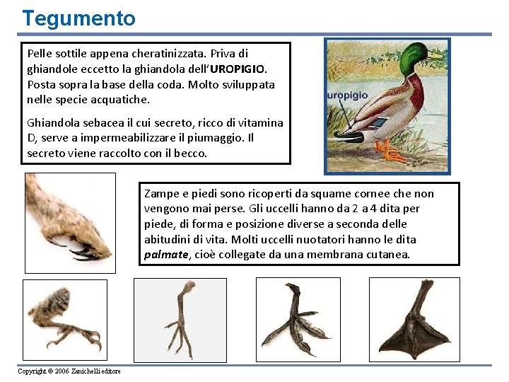 Tegumento Pelle sottile appena cheratinizzata. Priva di ghiandole eccetto la ghiandola dell’UROPIGIO. Posta sopra