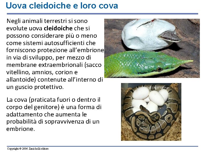 Uova cleidoiche e loro cova Negli animali terrestri si sono evolute uova cleidoiche si