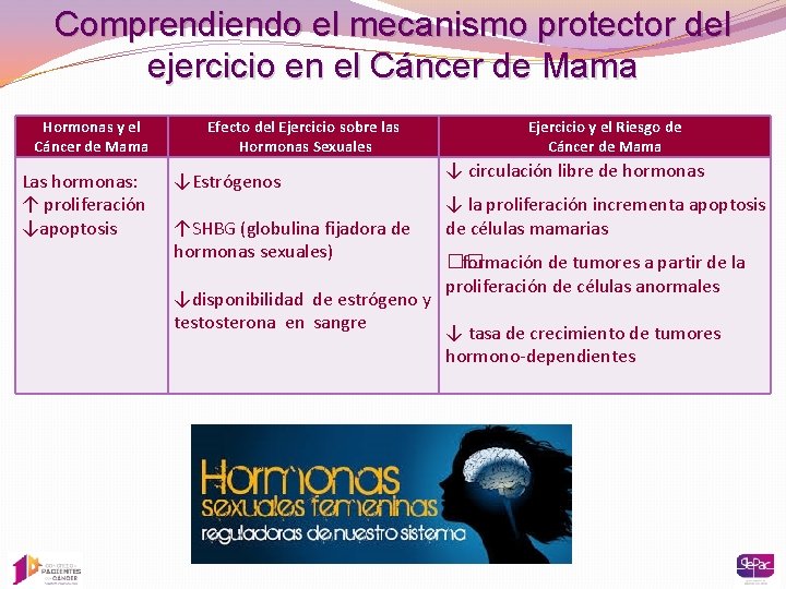 Comprendiendo el mecanismo protector del ejercicio en el Cáncer de Mama Hormonas y el