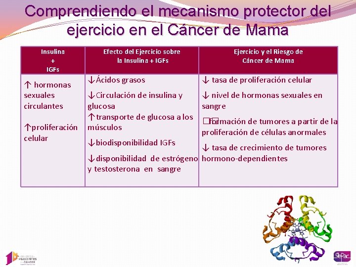 Comprendiendo el mecanismo protector del ejercicio en el Cáncer de Mama Insulina + IGFs