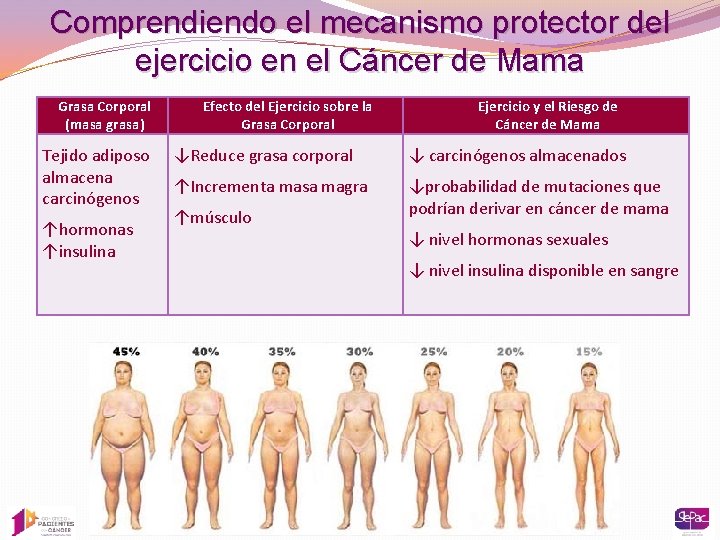 Comprendiendo el mecanismo protector del ejercicio en el Cáncer de Mama Grasa Corporal (masa