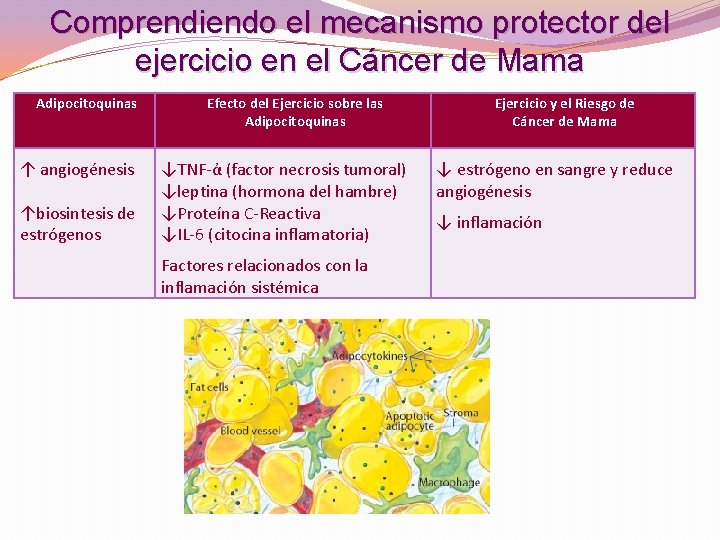 Comprendiendo el mecanismo protector del ejercicio en el Cáncer de Mama Adipocitoquinas ↑ angiogénesis