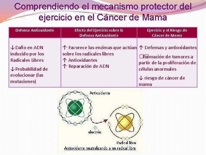 Comprendiendo el mecanismo protector del ejercicio en el Cáncer de Mama Defensa Antioxidante ↓Daño