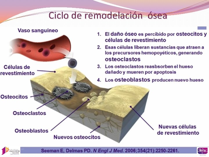 Ciclo de remodelación ósea 