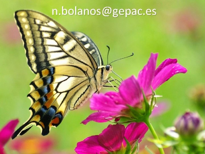 n. bolanos@gepac. es 