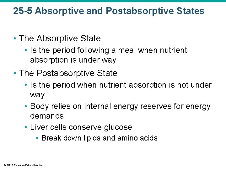 25 -5 Absorptive and Postabsorptive States • The Absorptive State • Is the period