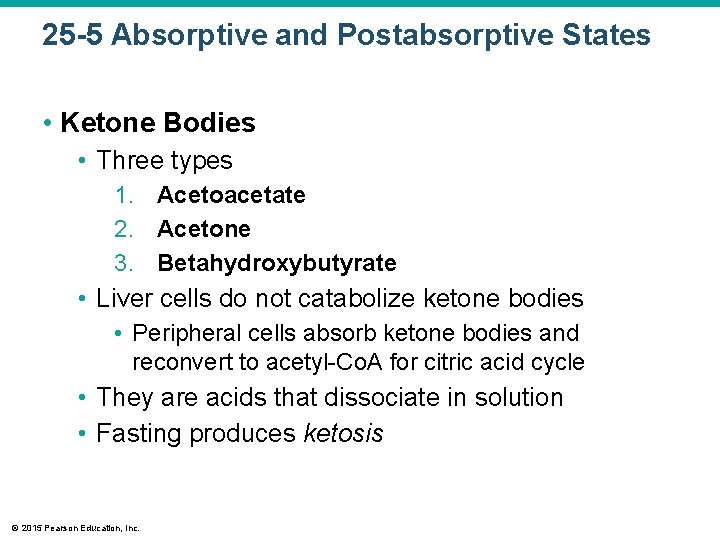 25 -5 Absorptive and Postabsorptive States • Ketone Bodies • Three types 1. Acetoacetate