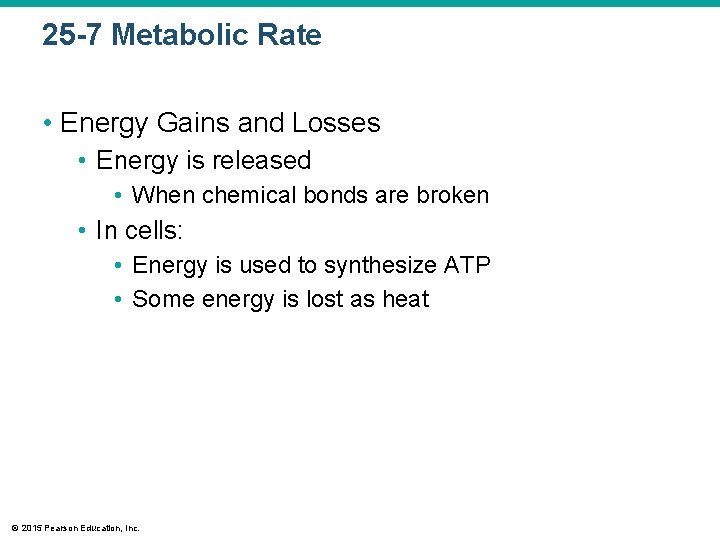 25 -7 Metabolic Rate • Energy Gains and Losses • Energy is released •