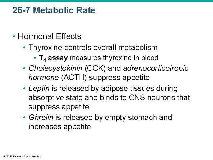 25 -7 Metabolic Rate • Hormonal Effects • Thyroxine controls overall metabolism • T