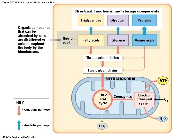Figure 25 -2 Nutrient Use in Cellular Metabolism. Structural, functional, and storage components Organic
