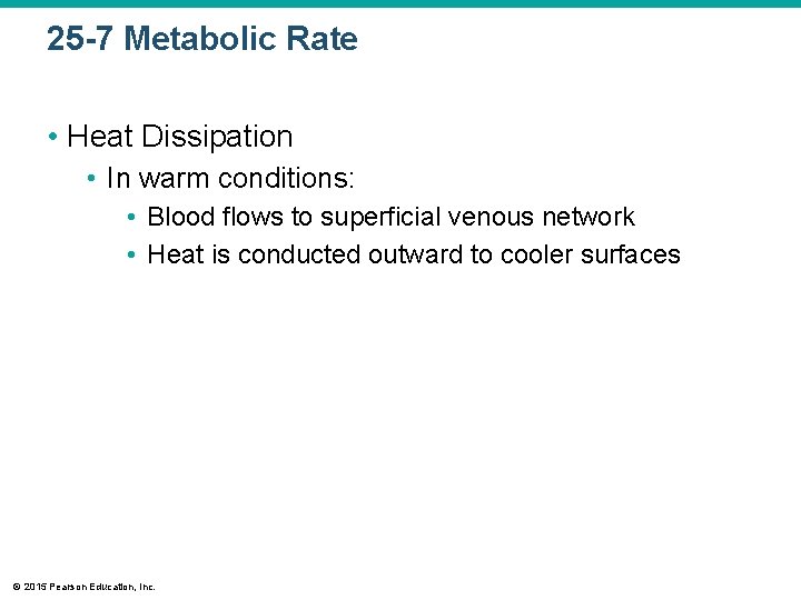 25 -7 Metabolic Rate • Heat Dissipation • In warm conditions: • Blood flows