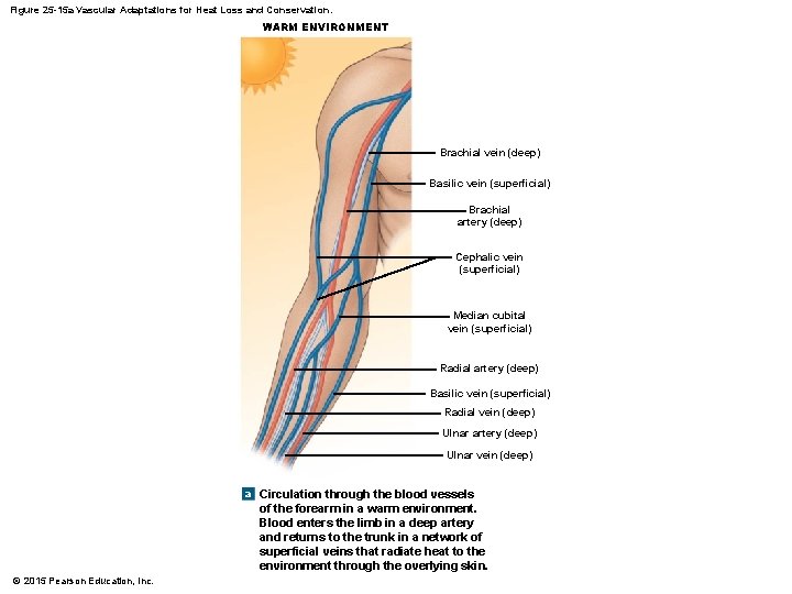 Figure 25 -15 a Vascular Adaptations for Heat Loss and Conservation. WARM ENVIRONMENT Brachial