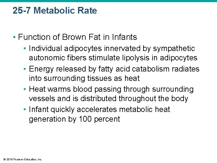 25 -7 Metabolic Rate • Function of Brown Fat in Infants • Individual adipocytes