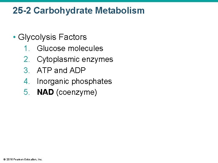 25 -2 Carbohydrate Metabolism • Glycolysis Factors 1. 2. 3. 4. 5. Glucose molecules