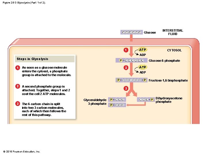 Figure 25 -3 Glycolysis (Part 1 of 2). Glucose 1 ATP INTERSTITIAL FLUID CYTOSOL
