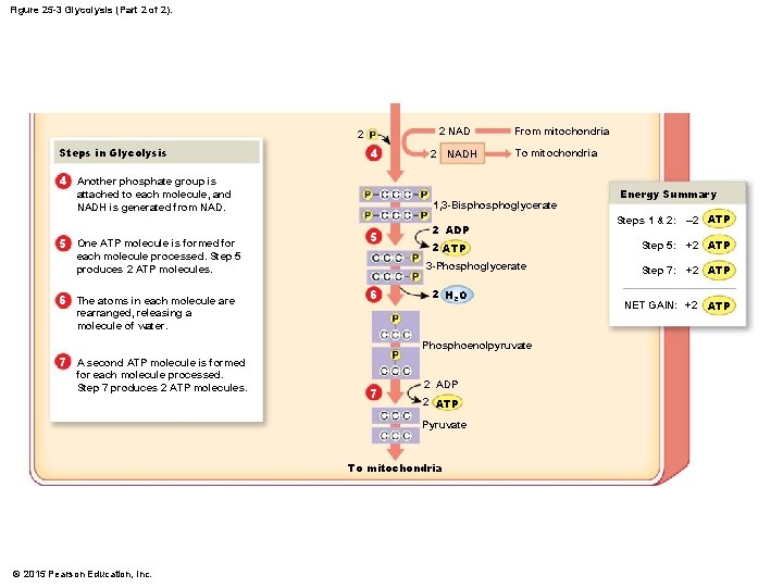 Figure 25 -3 Glycolysis (Part 2 of 2). 2 NAD 2 Steps in Glycolysis