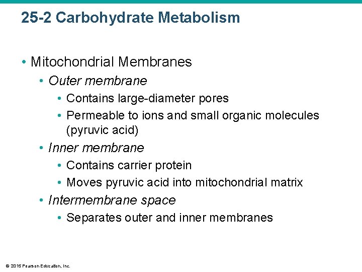 25 -2 Carbohydrate Metabolism • Mitochondrial Membranes • Outer membrane • Contains large-diameter pores