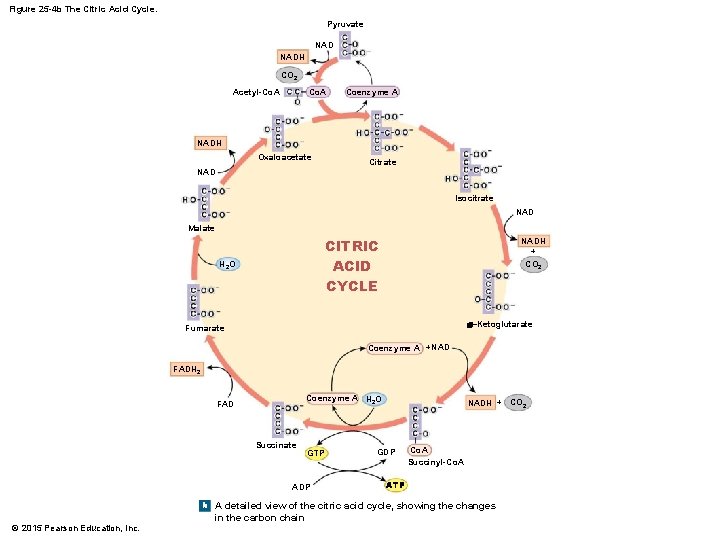 Figure 25 -4 b The Citric Acid Cycle. Pyruvate NADH CO 2 Co. A