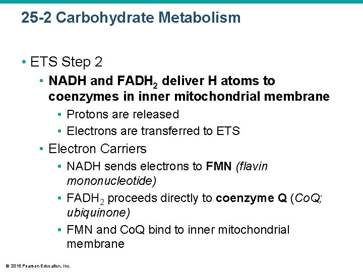 25 -2 Carbohydrate Metabolism • ETS Step 2 • NADH and FADH 2 deliver