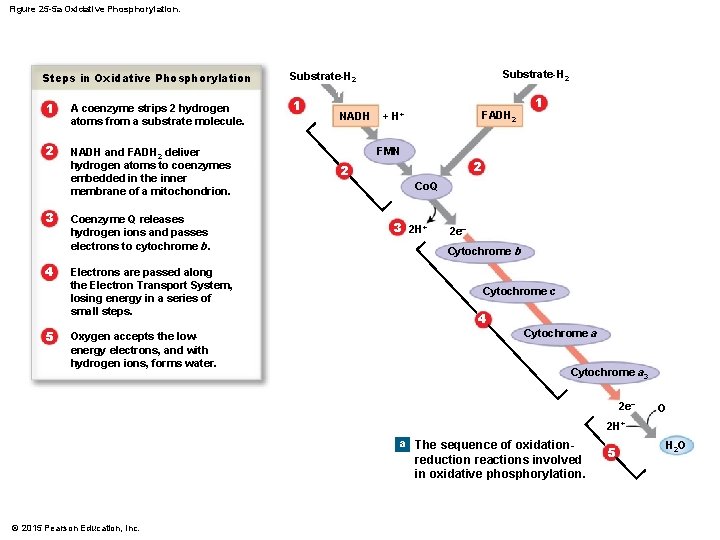 Figure 25 -5 a Oxidative Phosphorylation. Steps in Oxidative Phosphorylation 1 2 3 4
