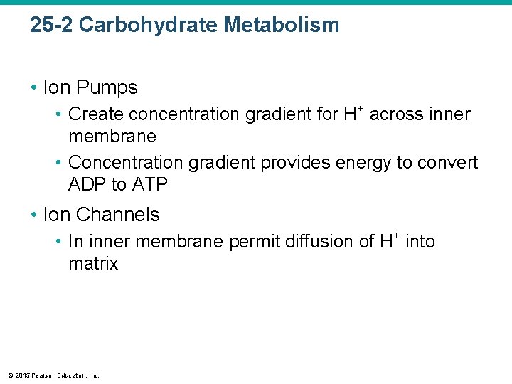 25 -2 Carbohydrate Metabolism • Ion Pumps • Create concentration gradient for H+ across