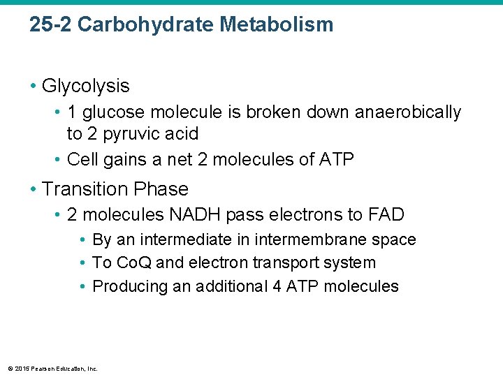 25 -2 Carbohydrate Metabolism • Glycolysis • 1 glucose molecule is broken down anaerobically