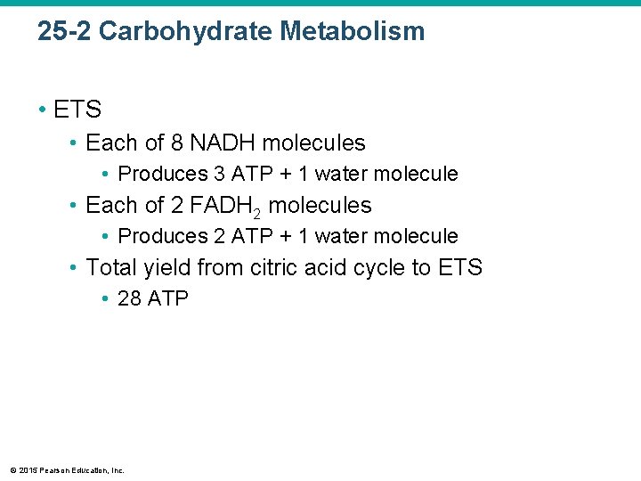 25 -2 Carbohydrate Metabolism • ETS • Each of 8 NADH molecules • Produces