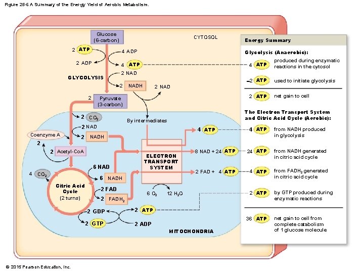 Figure 25 -6 A Summary of the Energy Yield of Aerobic Metabolism. Glucose (6