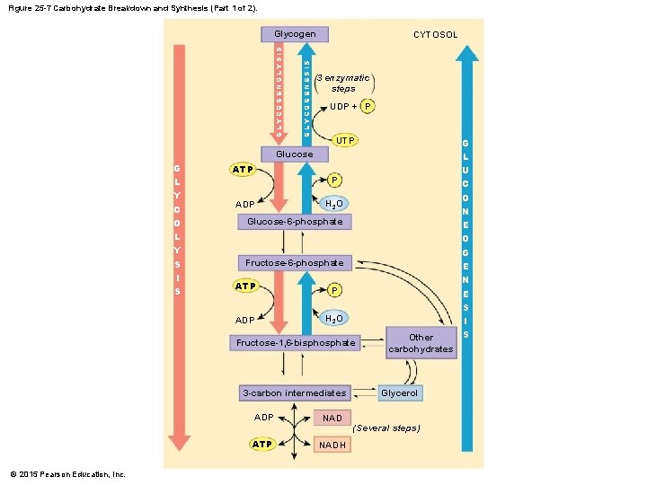 Figure 25 -7 Carbohydrate Breakdown and Synthesis (Part 1 of 2). GLYCOGENESIS GLYCOGENOLYSIS Glycogen
