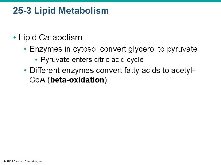 25 -3 Lipid Metabolism • Lipid Catabolism • Enzymes in cytosol convert glycerol to