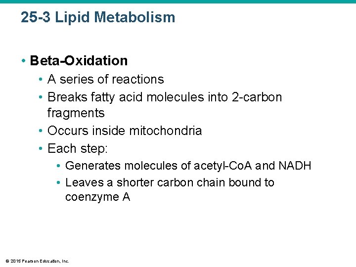 25 -3 Lipid Metabolism • Beta-Oxidation • A series of reactions • Breaks fatty