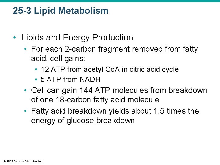 25 -3 Lipid Metabolism • Lipids and Energy Production • For each 2 -carbon