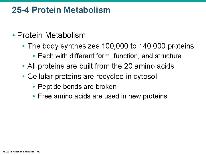25 -4 Protein Metabolism • The body synthesizes 100, 000 to 140, 000 proteins