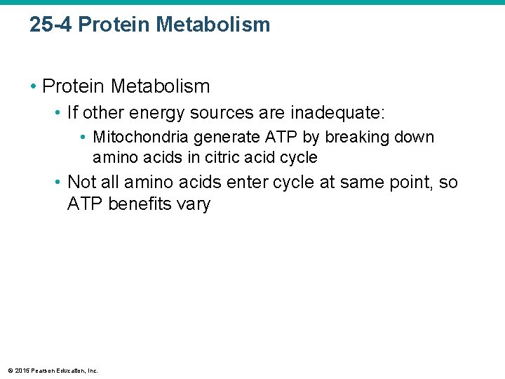 25 -4 Protein Metabolism • If other energy sources are inadequate: • Mitochondria generate