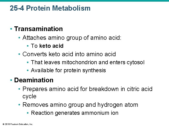 25 -4 Protein Metabolism • Transamination • Attaches amino group of amino acid: •