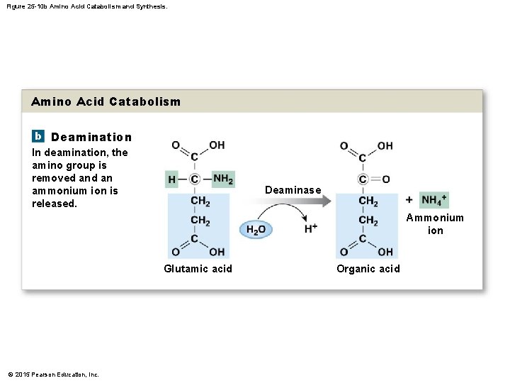 Figure 25 -10 b Amino Acid Catabolism and Synthesis. Amino Acid Catabolism b Deamination