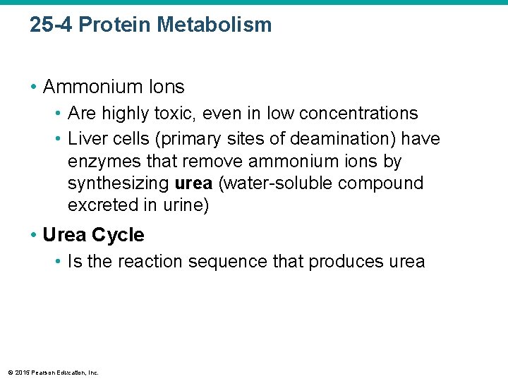 25 -4 Protein Metabolism • Ammonium Ions • Are highly toxic, even in low