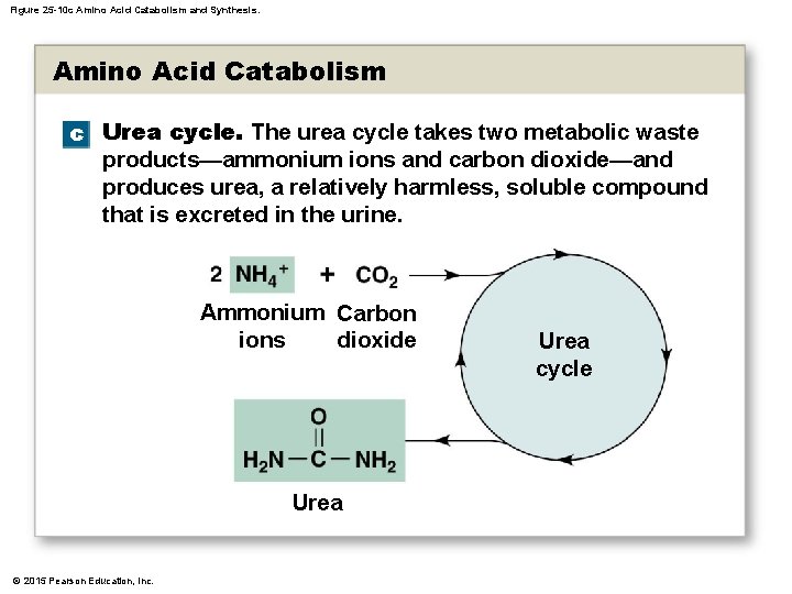 Figure 25 -10 c Amino Acid Catabolism and Synthesis. Amino Acid Catabolism c Urea