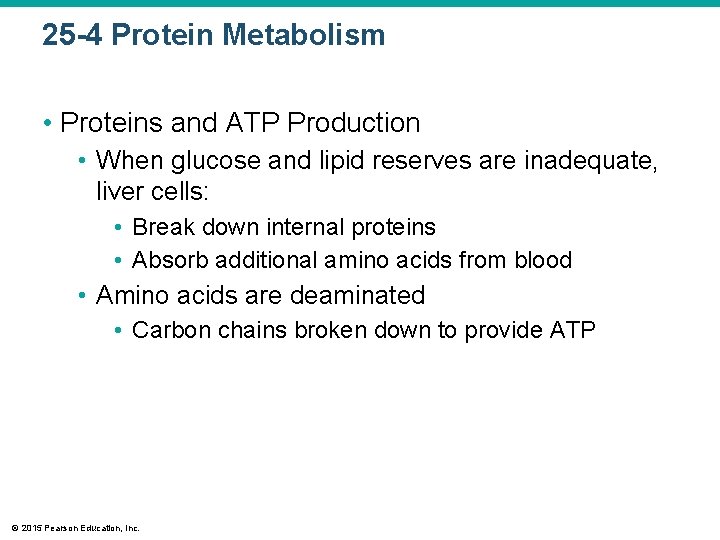 25 -4 Protein Metabolism • Proteins and ATP Production • When glucose and lipid