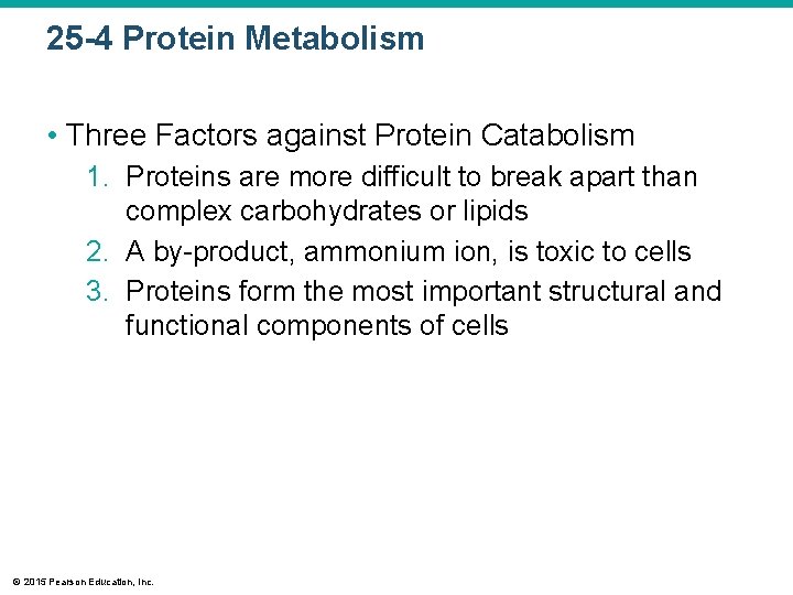 25 -4 Protein Metabolism • Three Factors against Protein Catabolism 1. Proteins are more