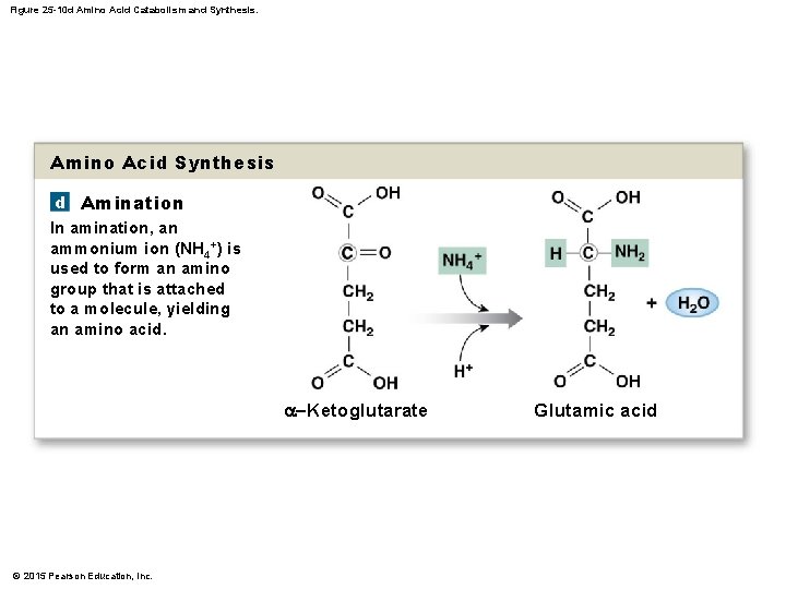 Figure 25 -10 d Amino Acid Catabolism and Synthesis. Amino Acid Synthesis d Amination