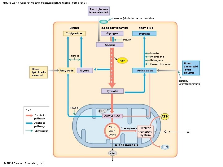 Figure 25 -11 Absorptive and Postabsorptive States (Part 5 of 6). Blood glucose levels