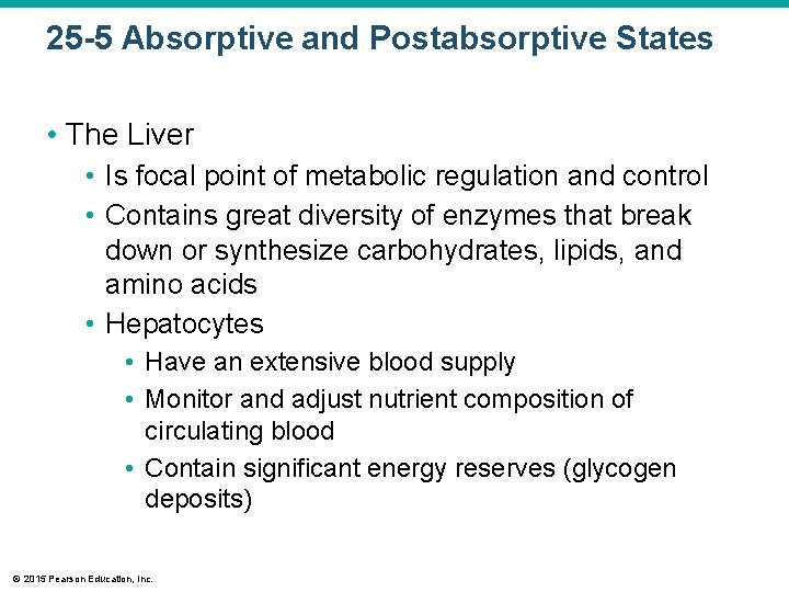 25 -5 Absorptive and Postabsorptive States • The Liver • Is focal point of