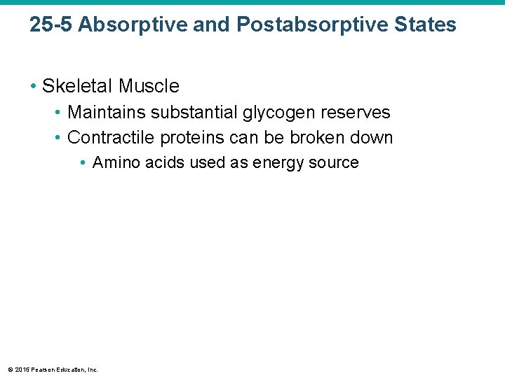 25 -5 Absorptive and Postabsorptive States • Skeletal Muscle • Maintains substantial glycogen reserves